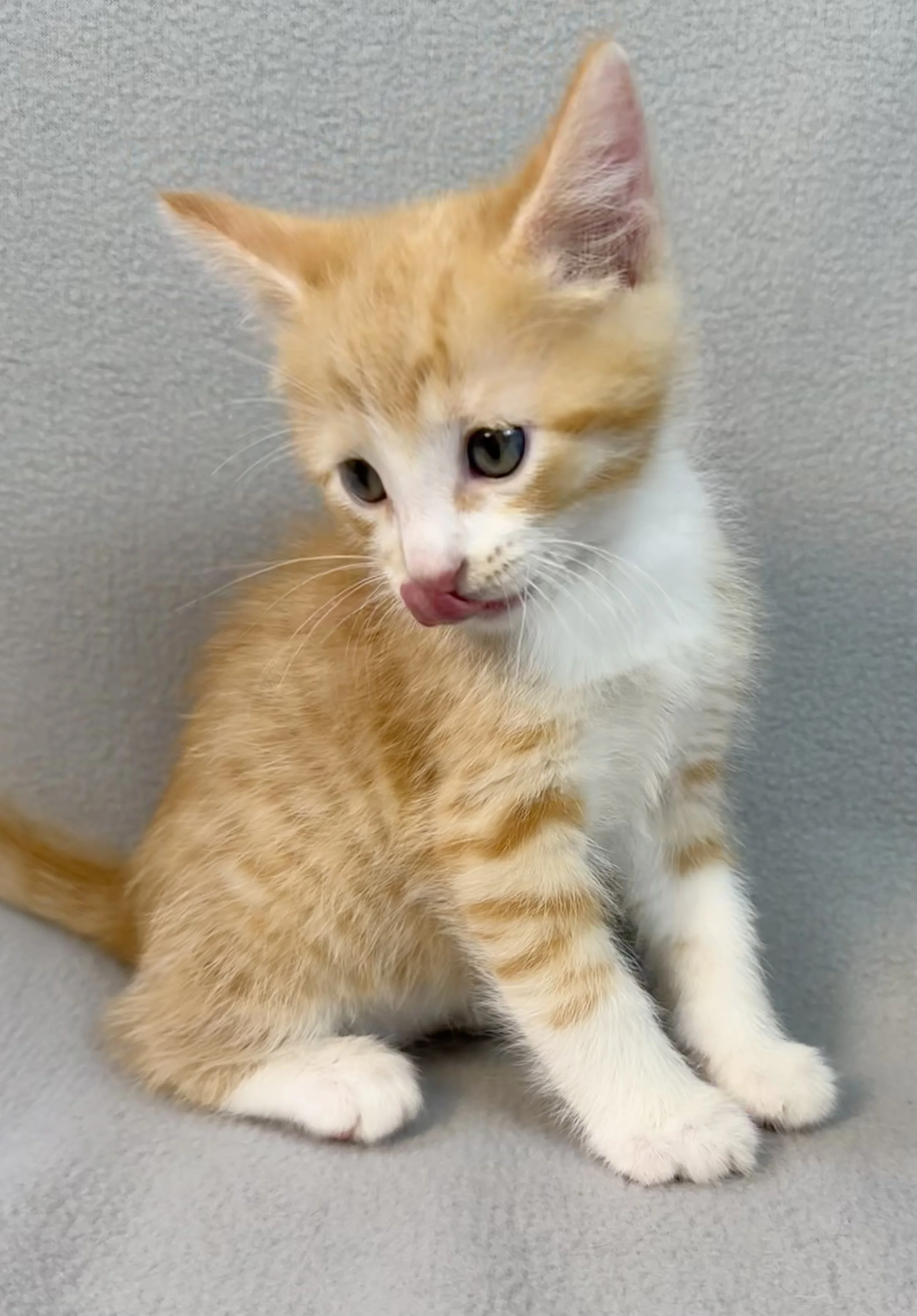 Petco Adopt Cat: Find Your Perfect Feline Friend Today!