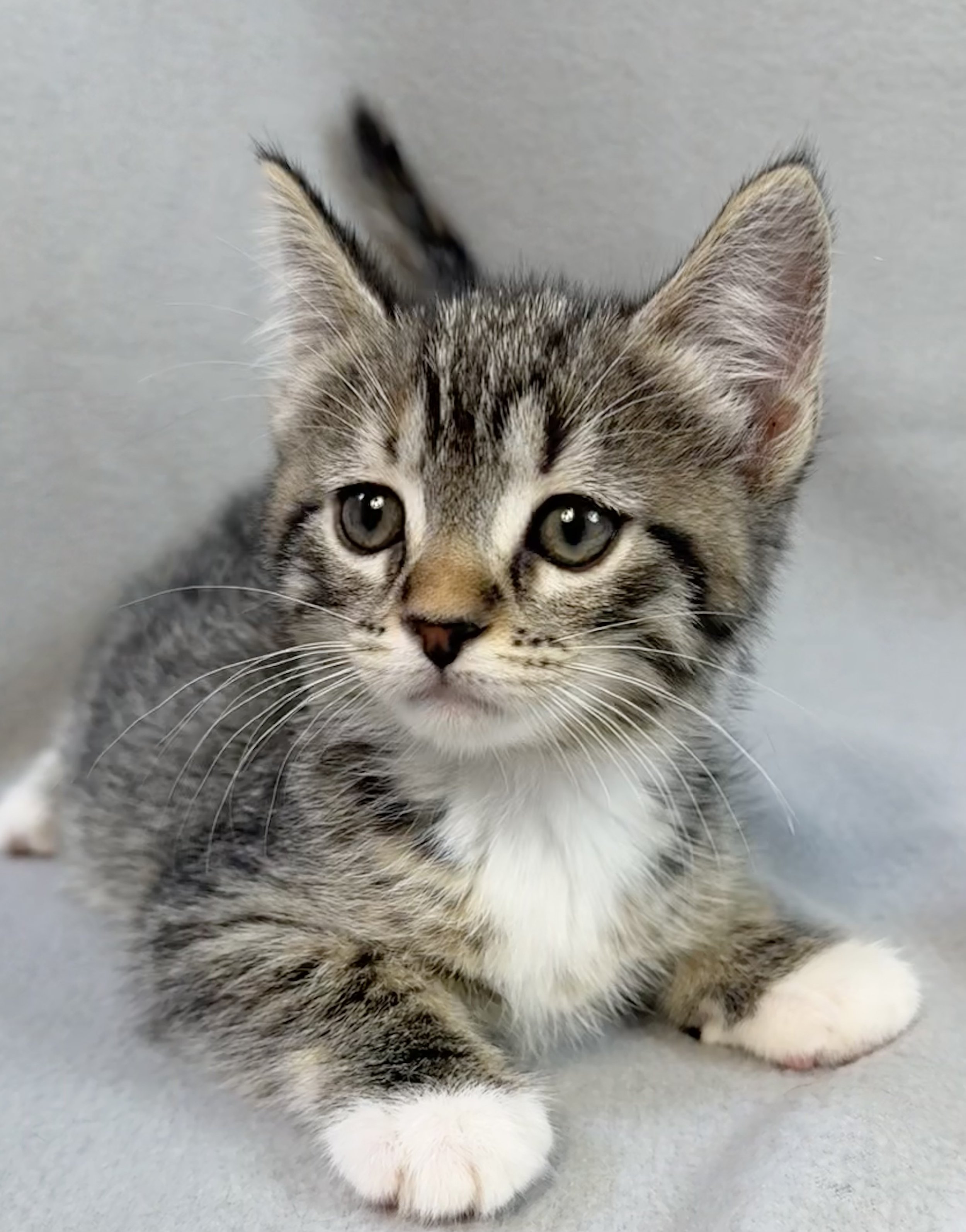 Petco Adopt a Cat: Find Your Perfect Furry Friend Today