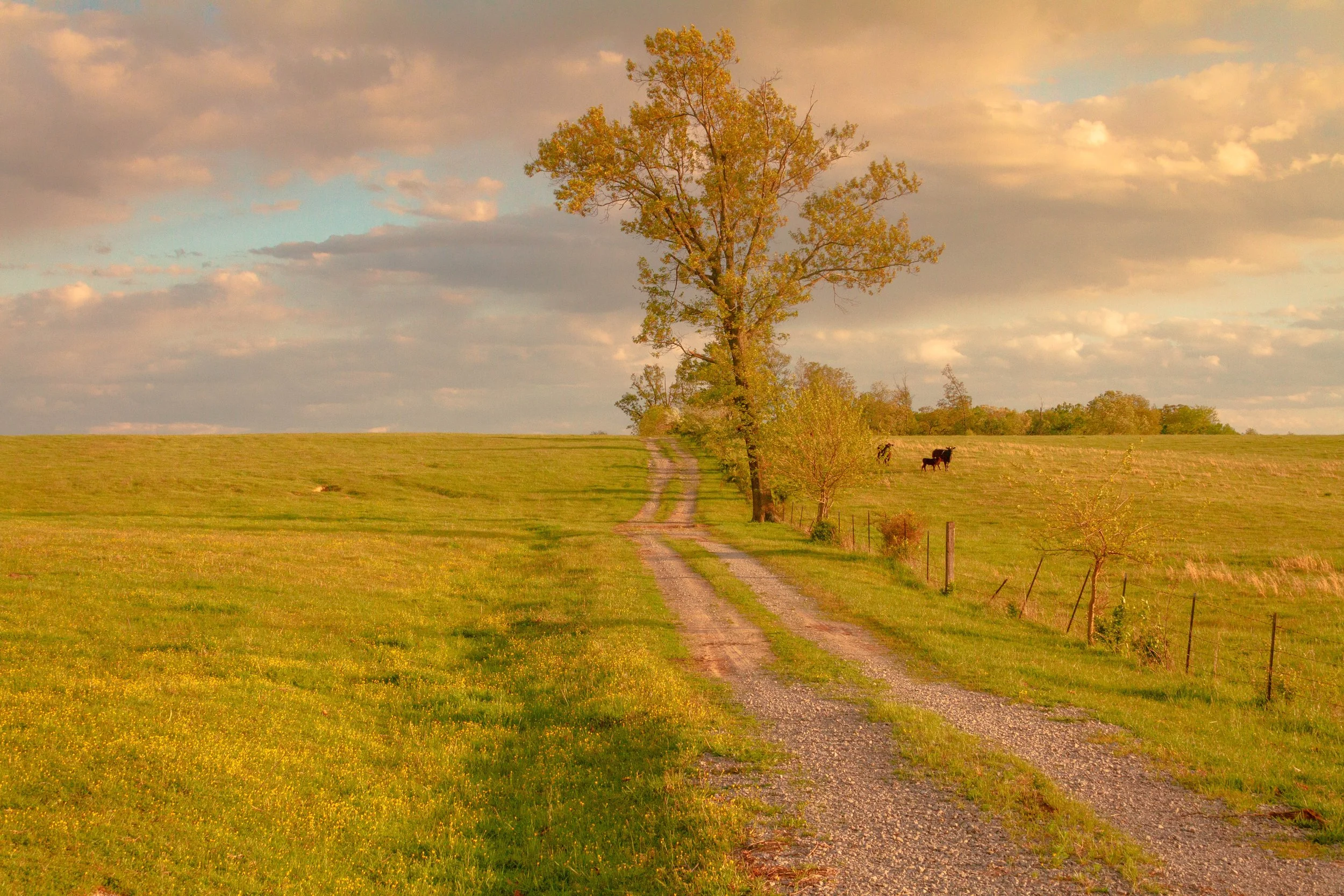 nlp edit 2-30.jpg
