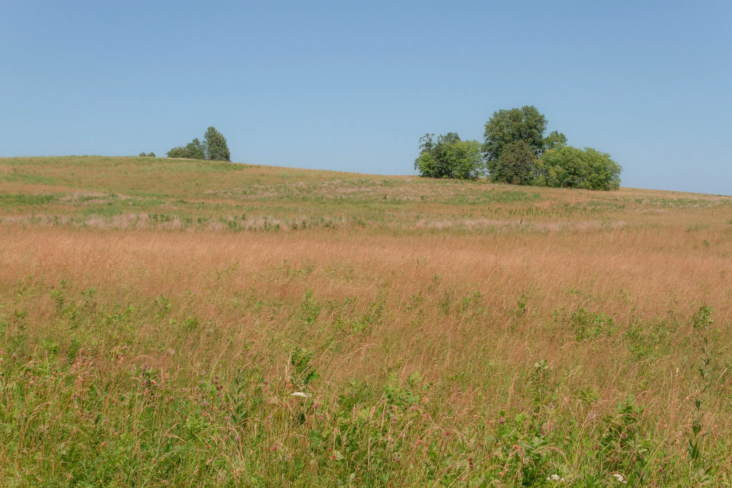 nlp edit 2-67 copy.jpg