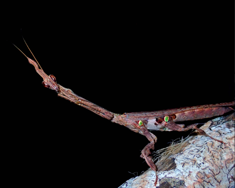Bark Horned Mantis (Ceratocrania macra) i2