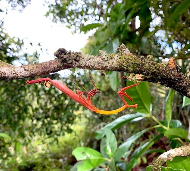 Toxodera_integrifolia_%28Fiery_Mantis%29.jpg