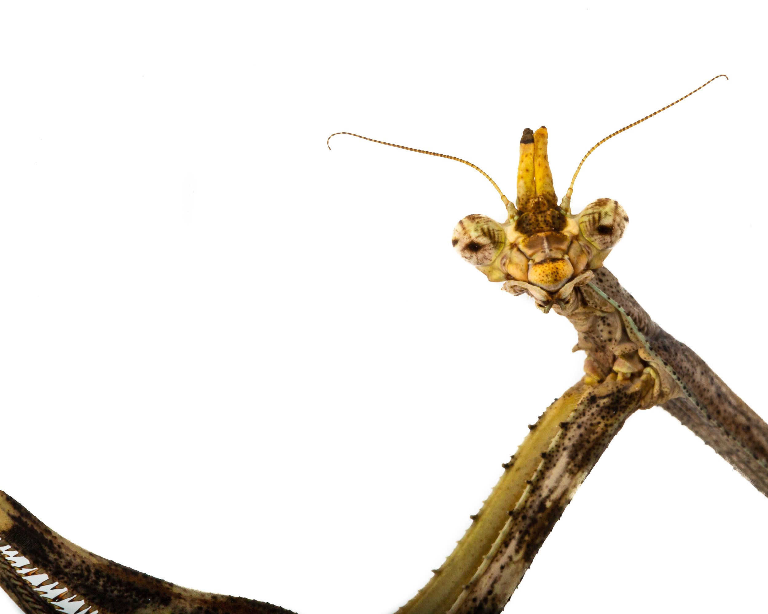 Texas Unicorn Preying Mantis for sale los angeles