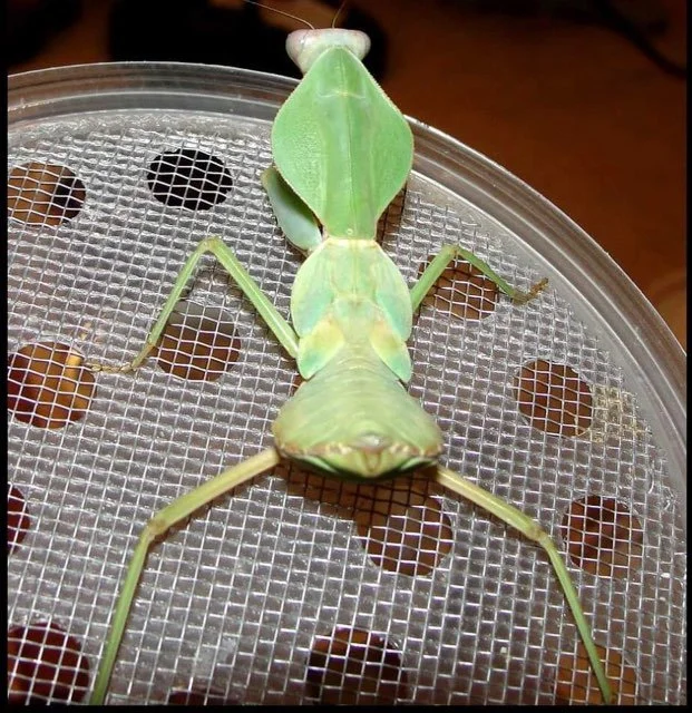 Indonesian Shield Mantis (Rhombodera stalli) — Mantis Universe