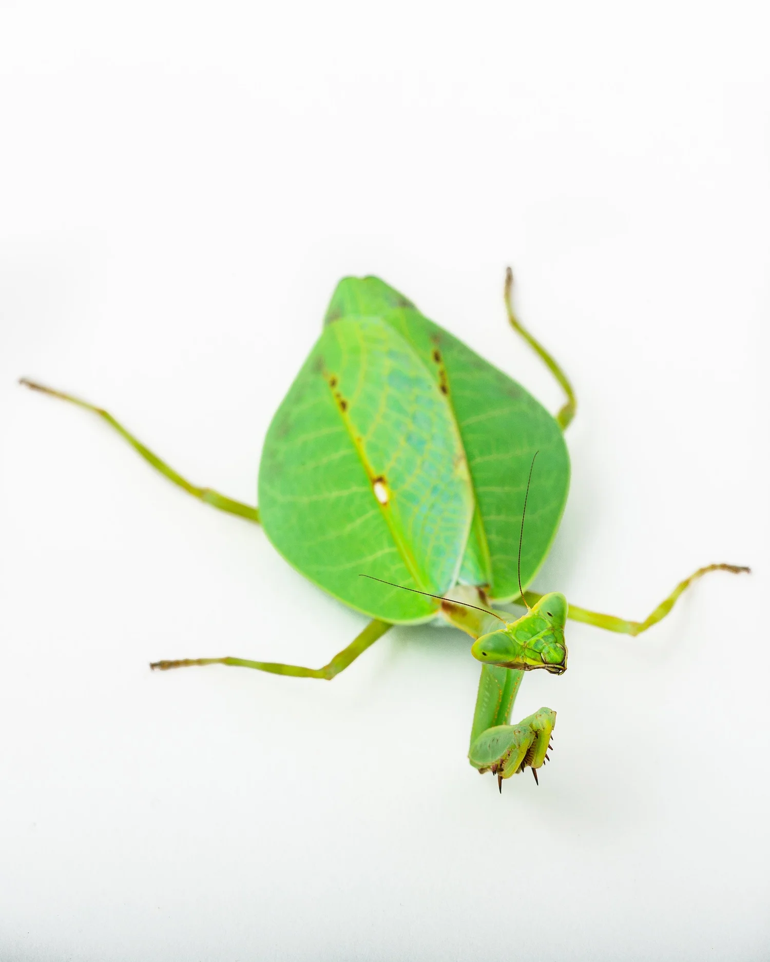 South American Broadwing (Pseudoxyops perpulchra) i2 — Mantis Universe