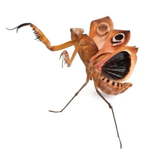 Giant Dead Leaf Mantis (Deroplatys Dessicata) presub — Mantis Universe