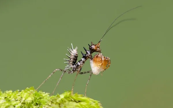 Spiky Boxer Mantis (Pachymantis bicingulata) i2