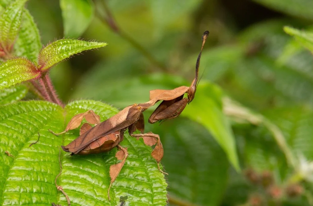 Madagascar Ghost Mantis (Phyllocrania illudens) i2