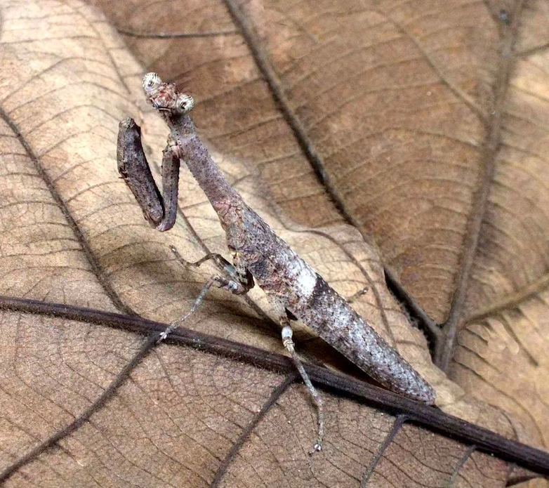 Asian Twig Mantis (Ambivia undata) i2
