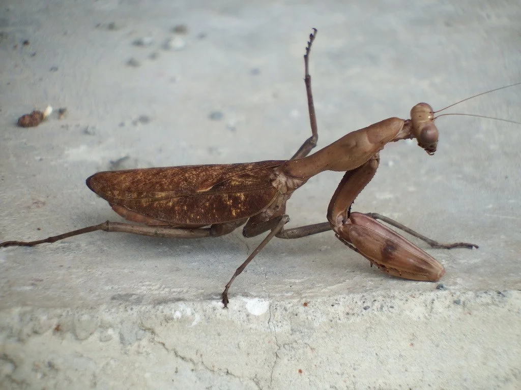 New Guinea Shield Mantis (Tamolanica tamolana) i2-i4