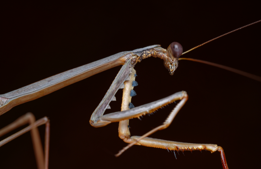 Australian Spikey Stick Mantis (Archimantis quinquelobata) i2
