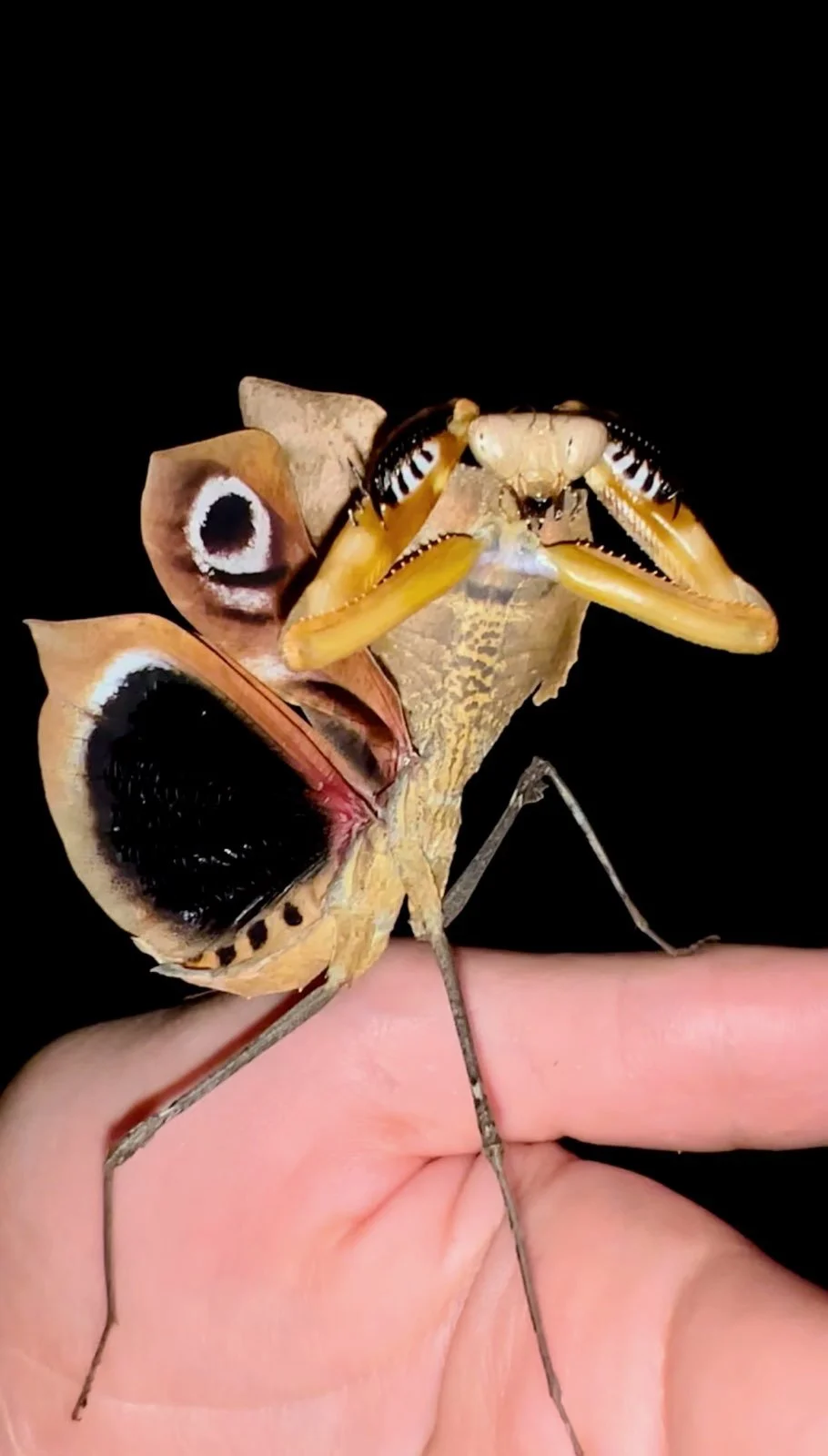 Giant Dead Leaf Mantis (Deroplatys desiccata) i2