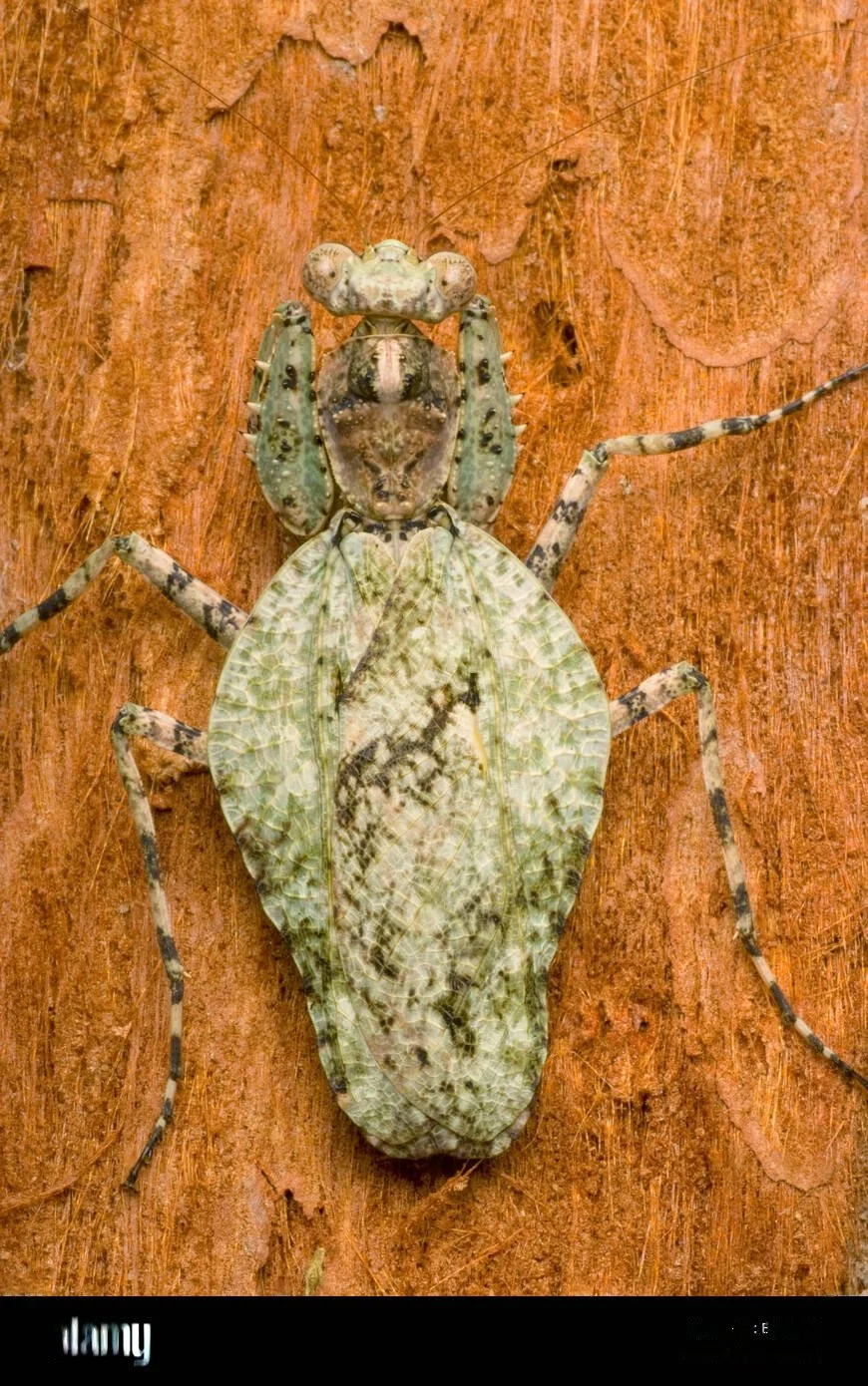 Asian Bark Mantis (Theopompa servillei) i2