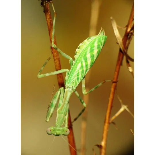 miomantis-binotata.jpg