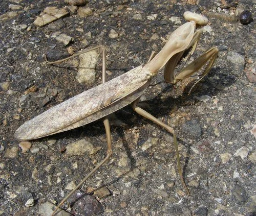Timor Giant Mantis (Hierodula timorensis) i4
