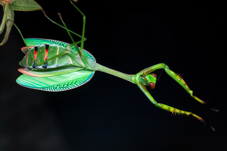 Camel Toe Mantis (Camelomantis sp.) i2