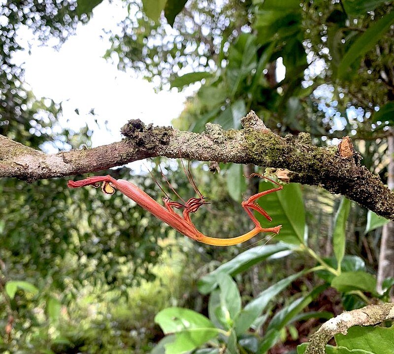 Dragon Mantis (Toxodera integrifolia) i3