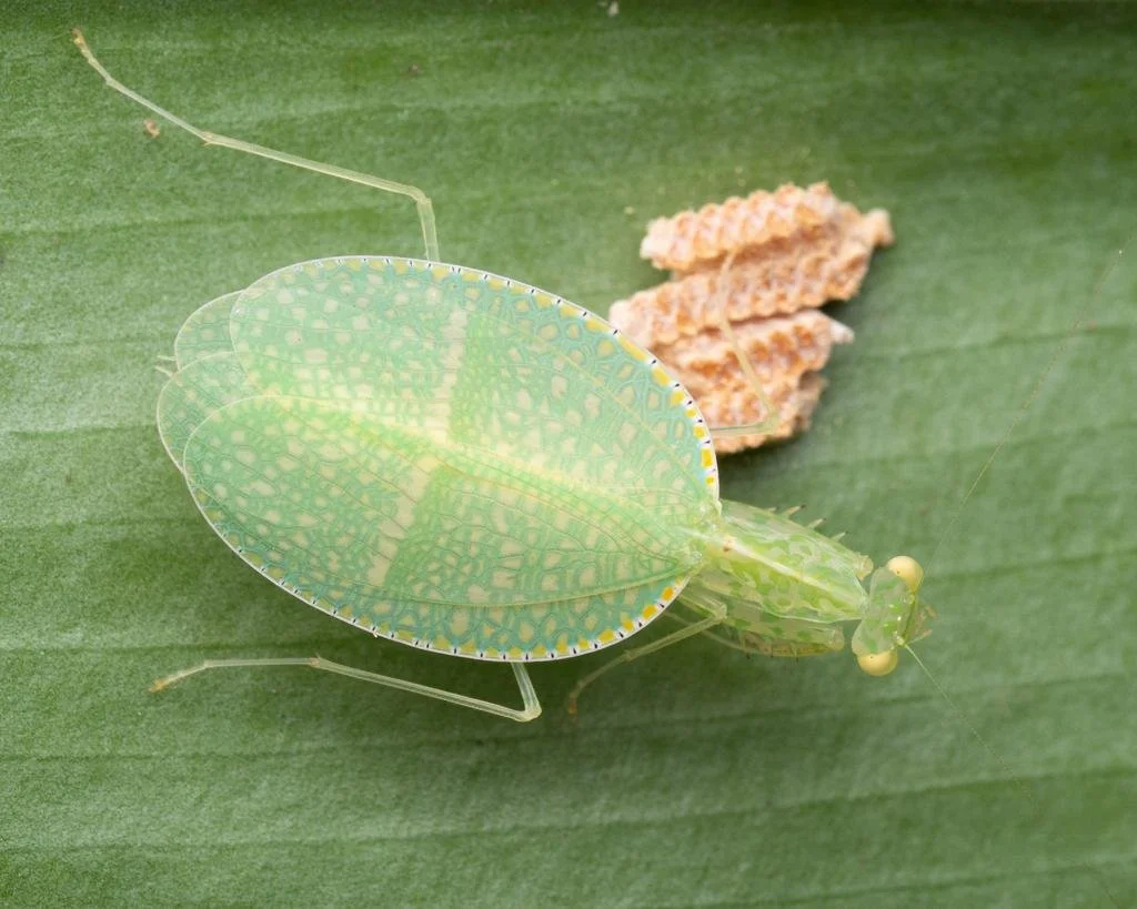 Net-winged Mantis (Neomantis australis) i2