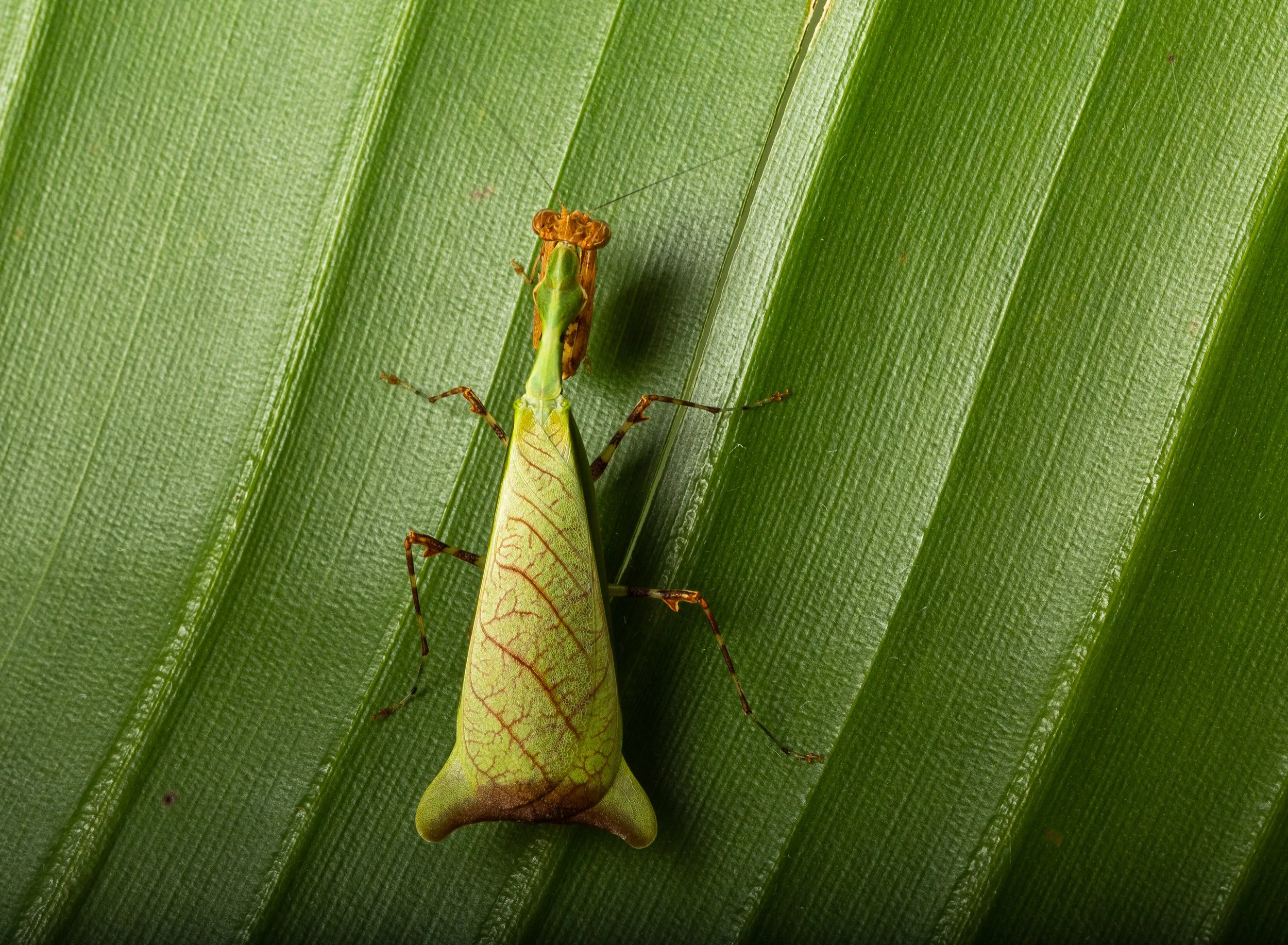 Malaysian Skirt Mantis (Citharomantis falcata) i2