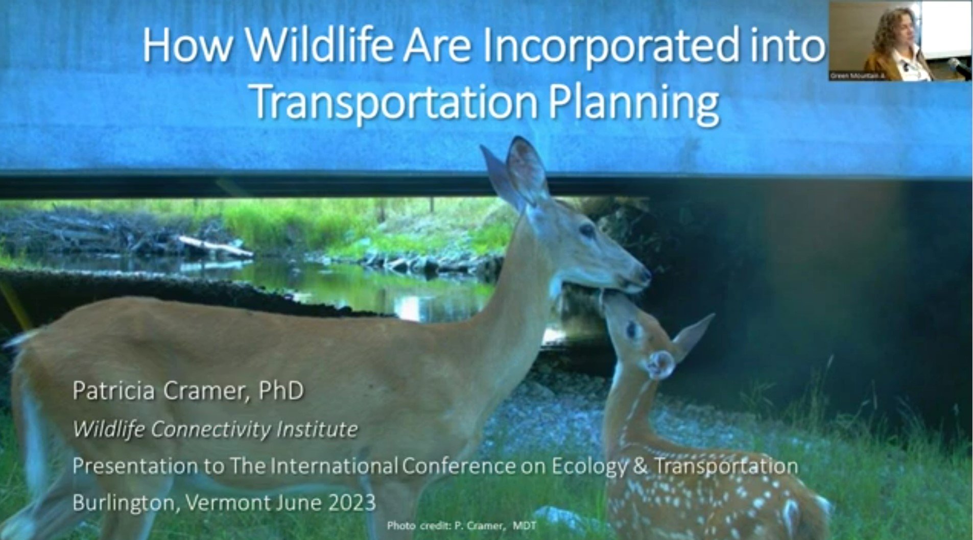Integrating Wildlife Connectivity and Safety Concerns into Transportation  Planning Processes