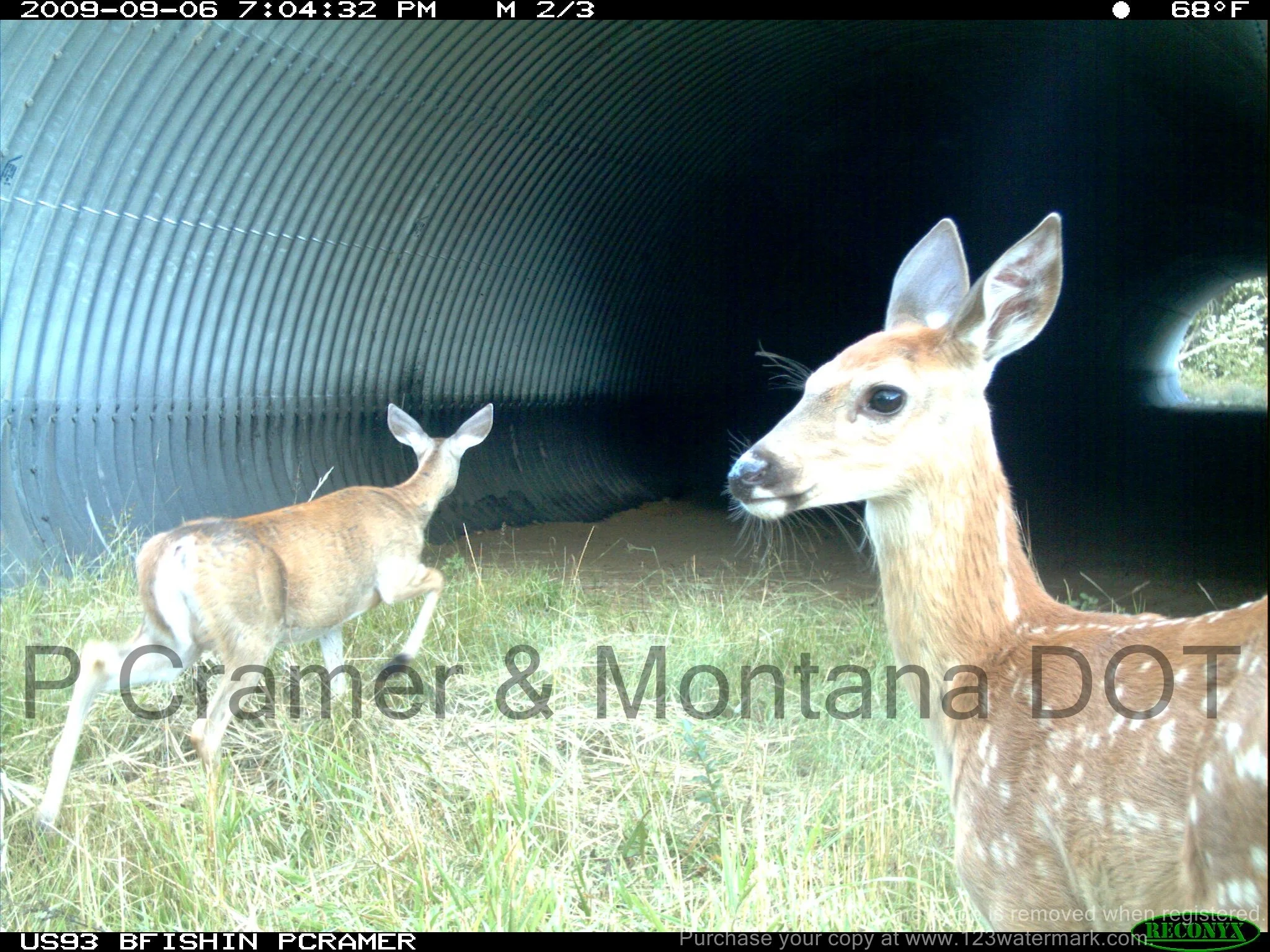 White-Tailed Deer Use of Steel culvert