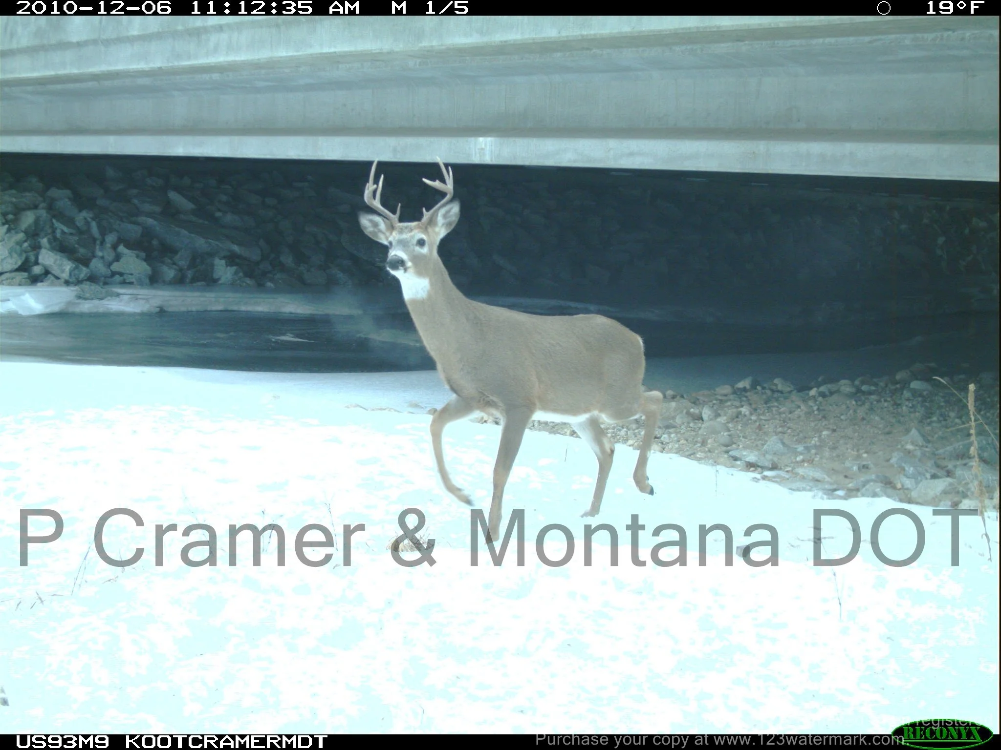White-Tailed Deer Use of Bridge Crossing Structure