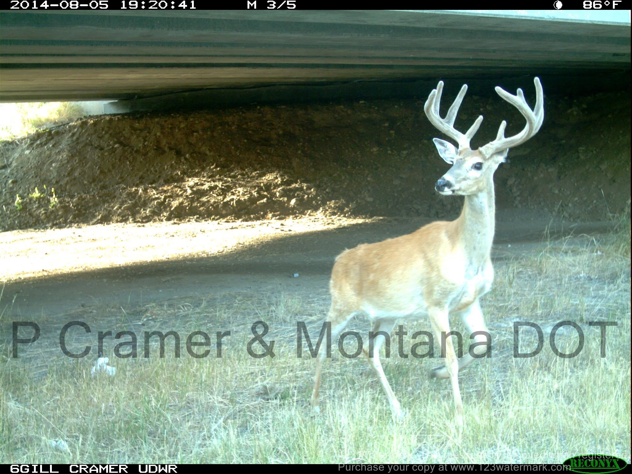 White-Tailed Deer Use of Dawn's Crossing Bridge Crossing Structure