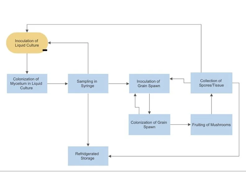 Dark Room Grow Labs Myco Lid Pro™ for Liquid Culture Mastery