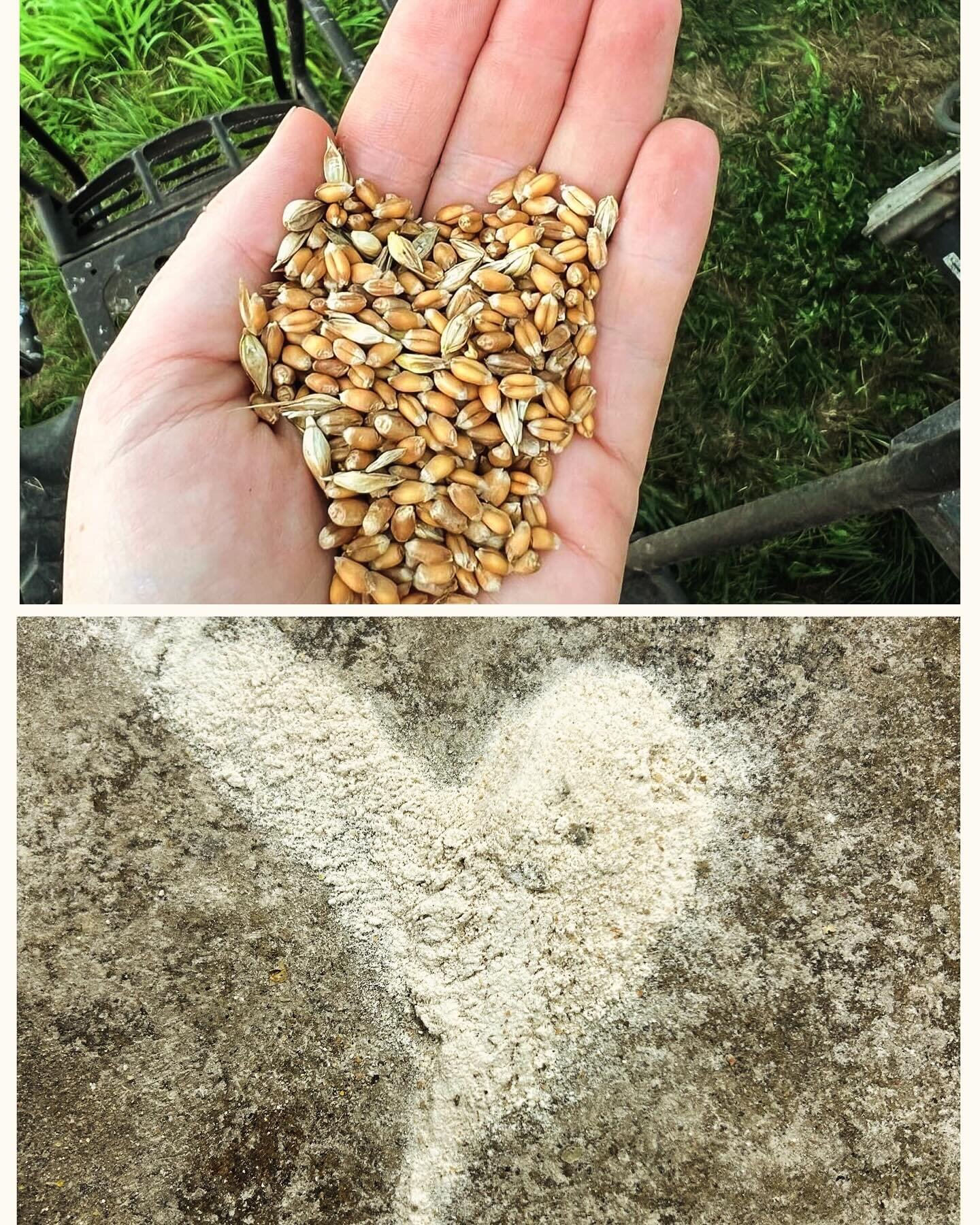 ❤️🌾🌽Spreading the local grains love is at the heart of everything we do here. Loving the small, local family farms we partner with who in turn love nature, working with it instead of against it. Loving the food producers that choose to use our flou