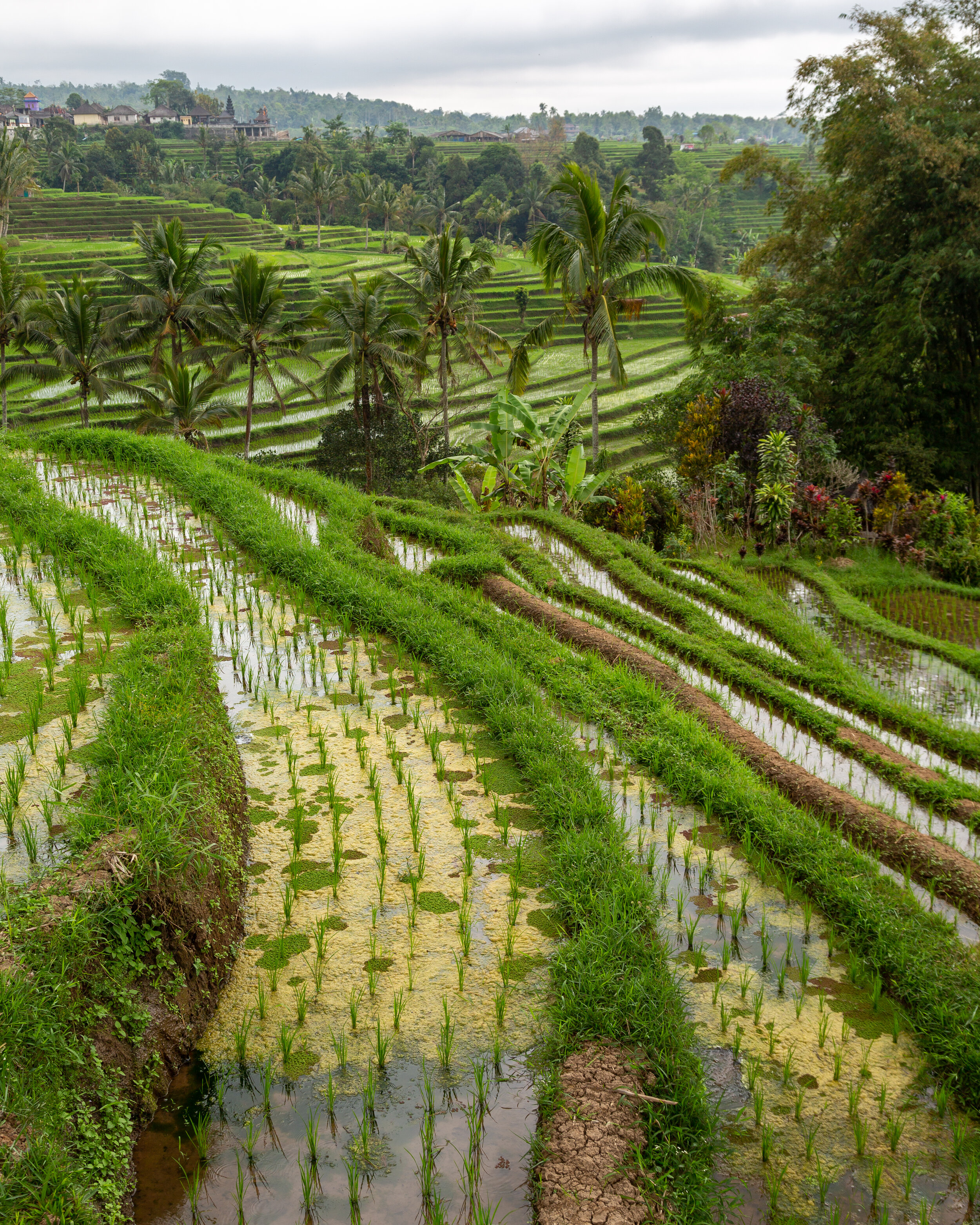 indonesia_23.jpg