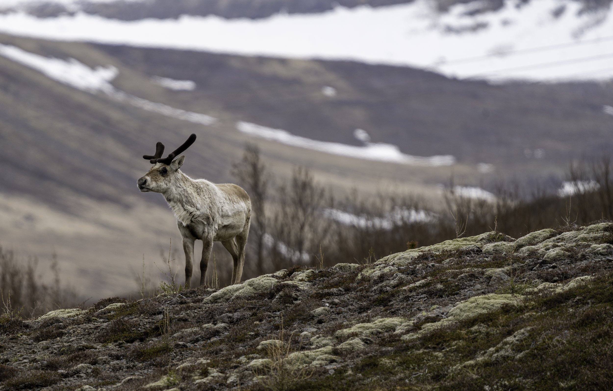 Icelandic Reindeer