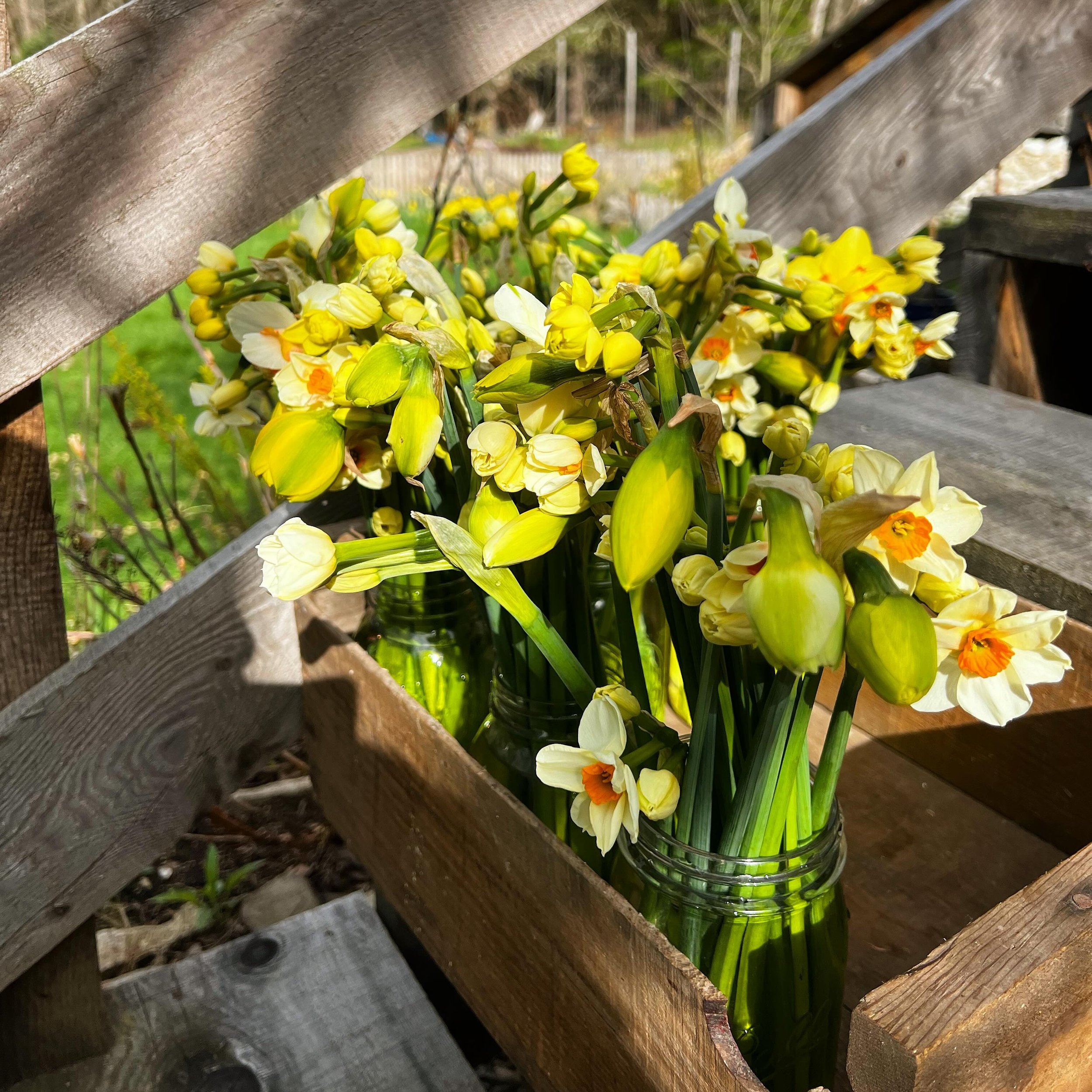 Sent-sational daffodils at @grassrootsyoga159 this week. Stop by before and after classes to grab your bouquet!