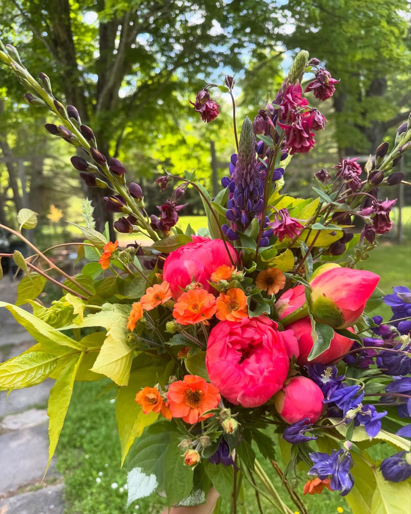 Peony season has arrived! I&rsquo;m doing local retail delivery if you&rsquo;re in need of something special (feel free to DM or email littpebblefarm@gmail.com)