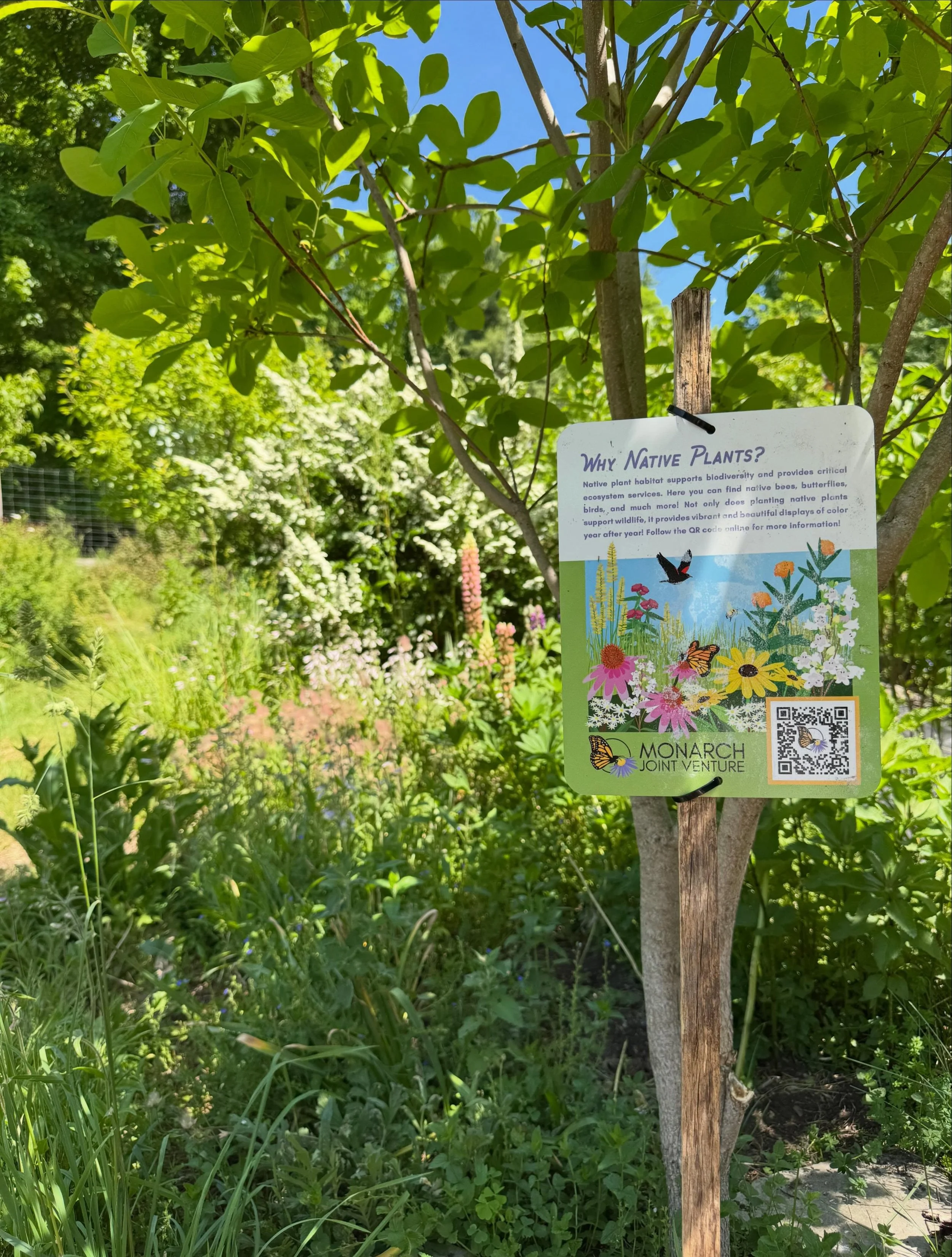 Finally put my @monarchjointventure sign! Come visit and learn why I plant so many natives at Little Pebble! We do u-pick for small groups, reach out via DM or email