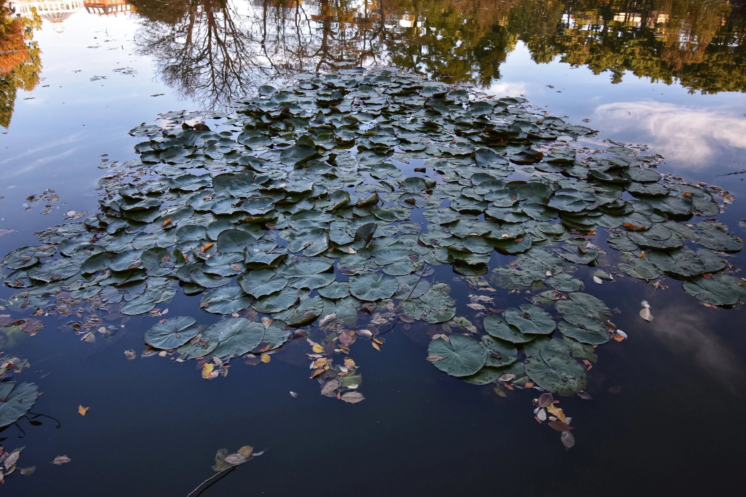 DSC_5009.jpg