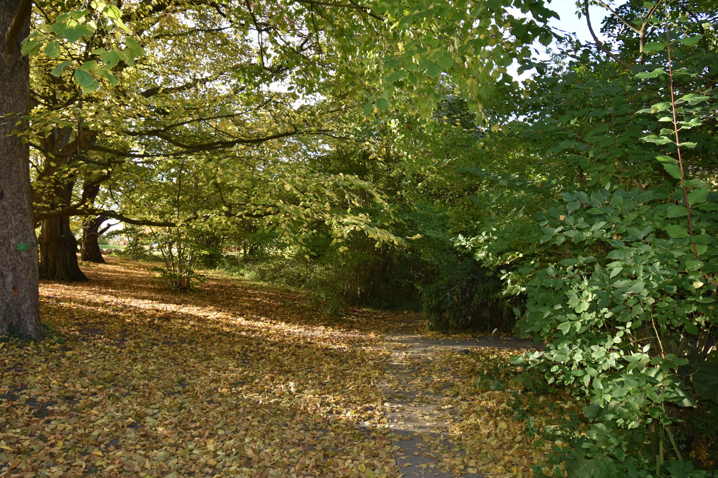 DSC_5018.JPG