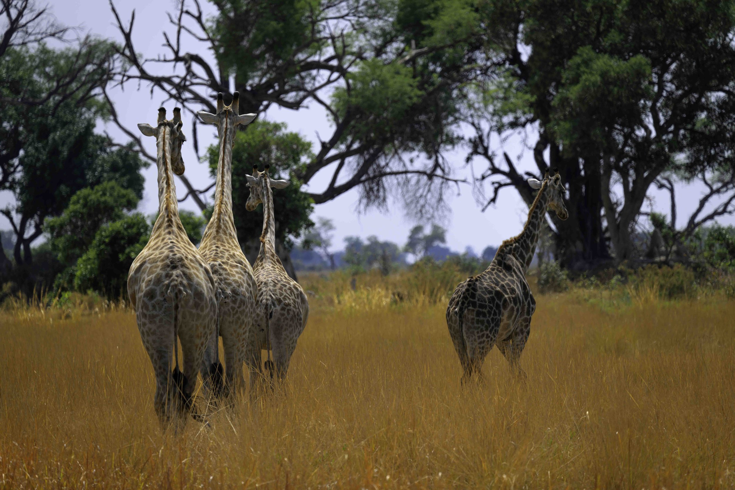 _DSC3951-DxO_DeepPRIME XD2s.jpg