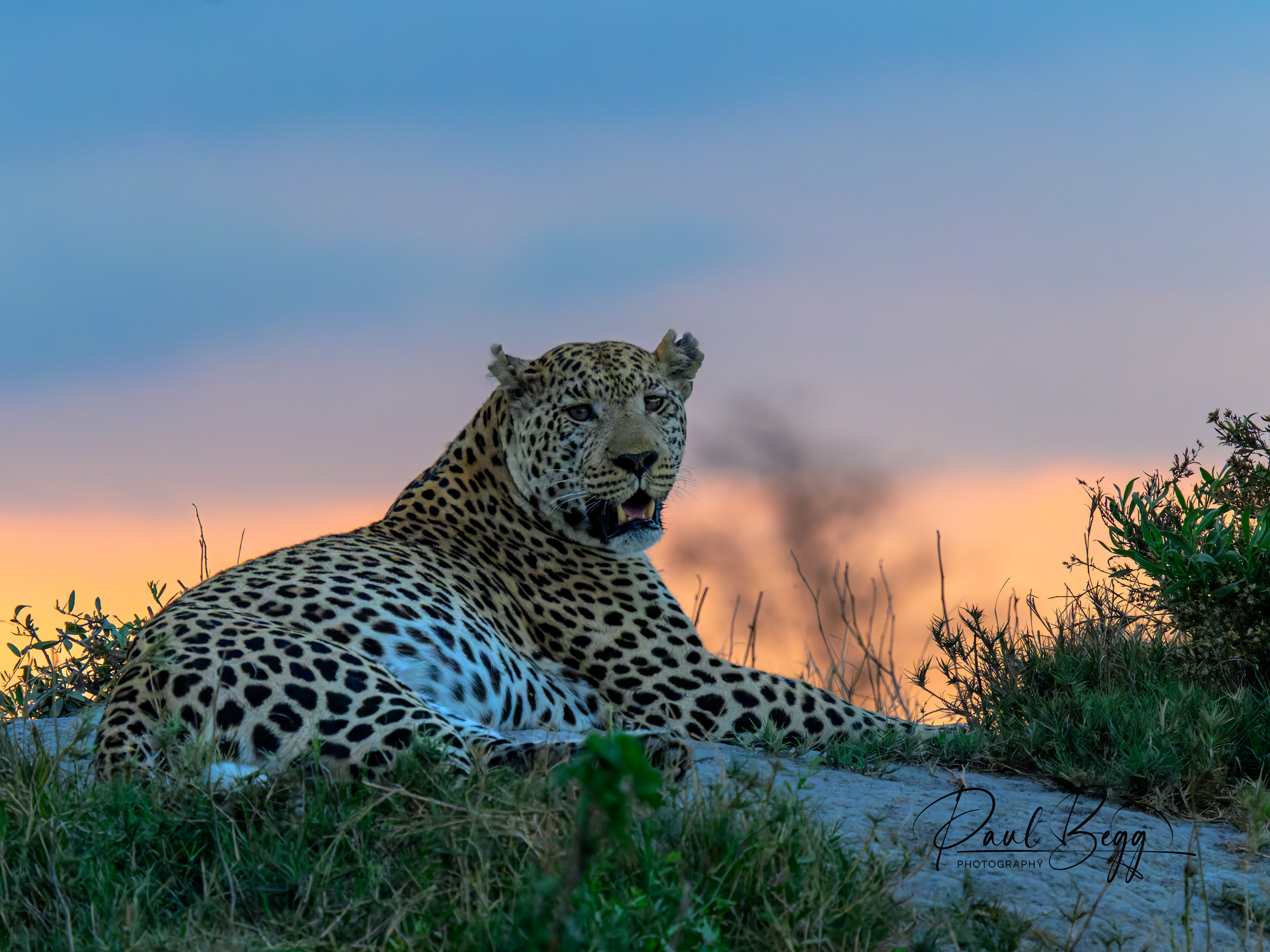 _DSC4178-DxO_DeepPRIME XD2s.png