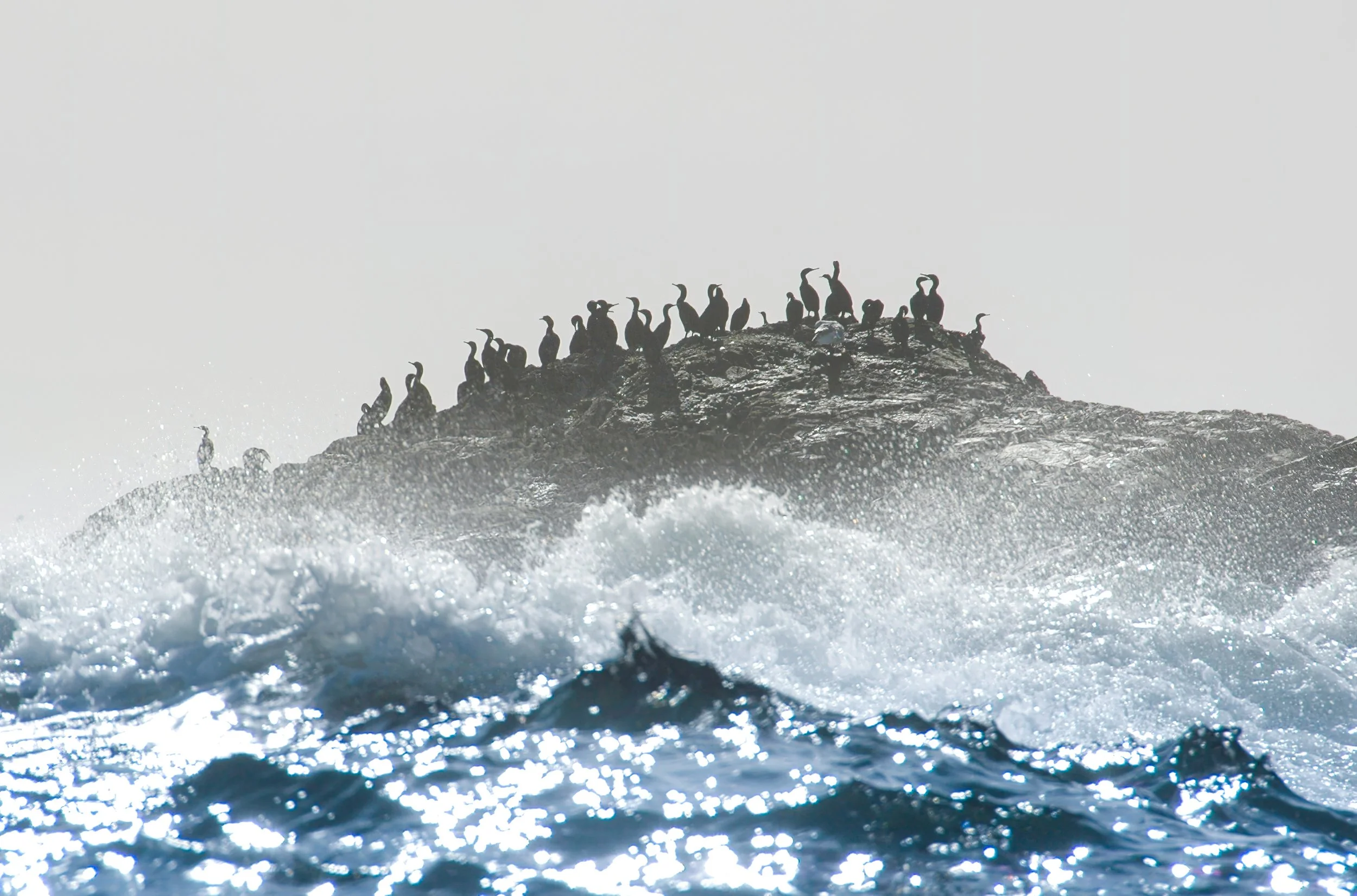 DSC_6252-GP Normal.jpg