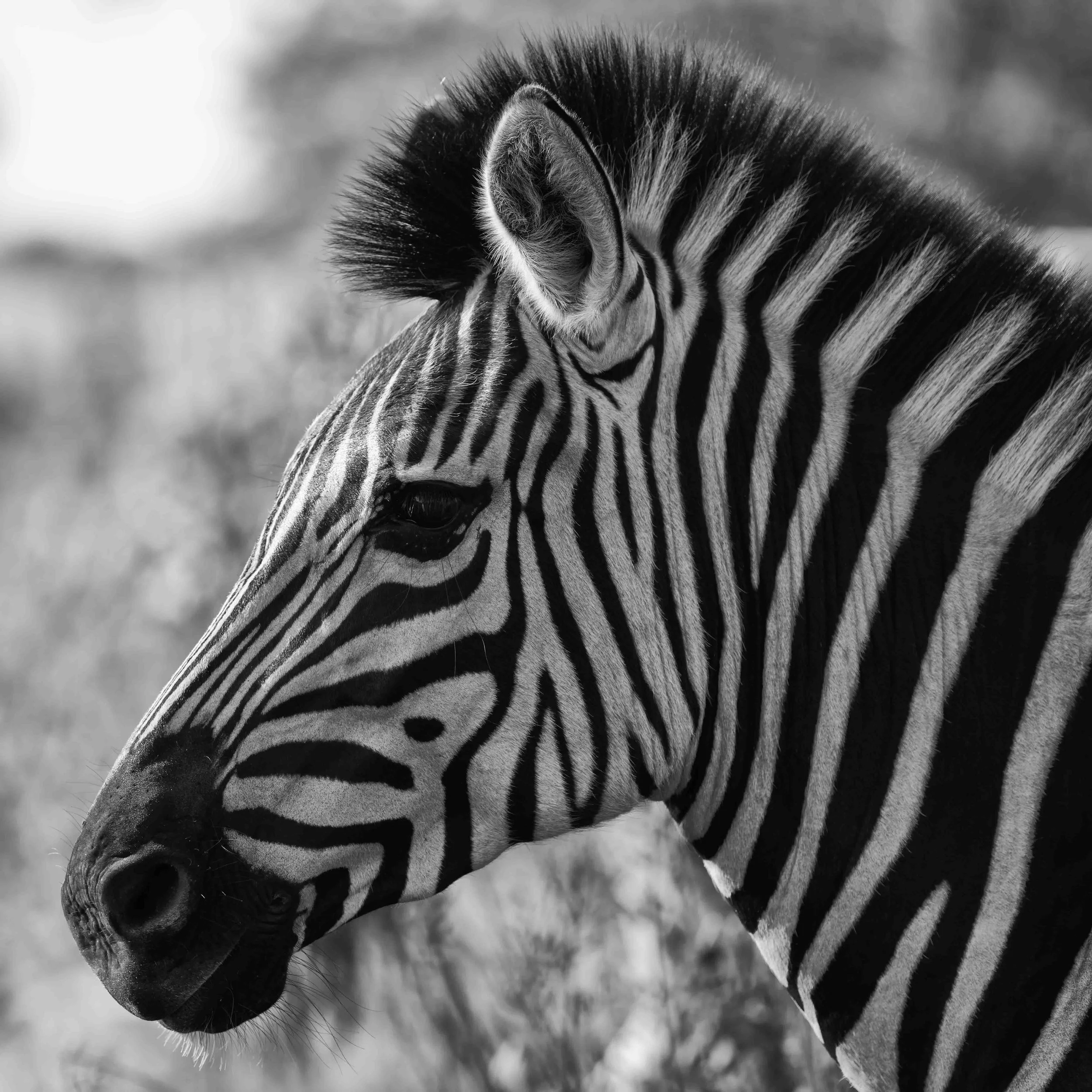 _DSC6305-DxO_DeepPRIME XD2s-Edit.jpg