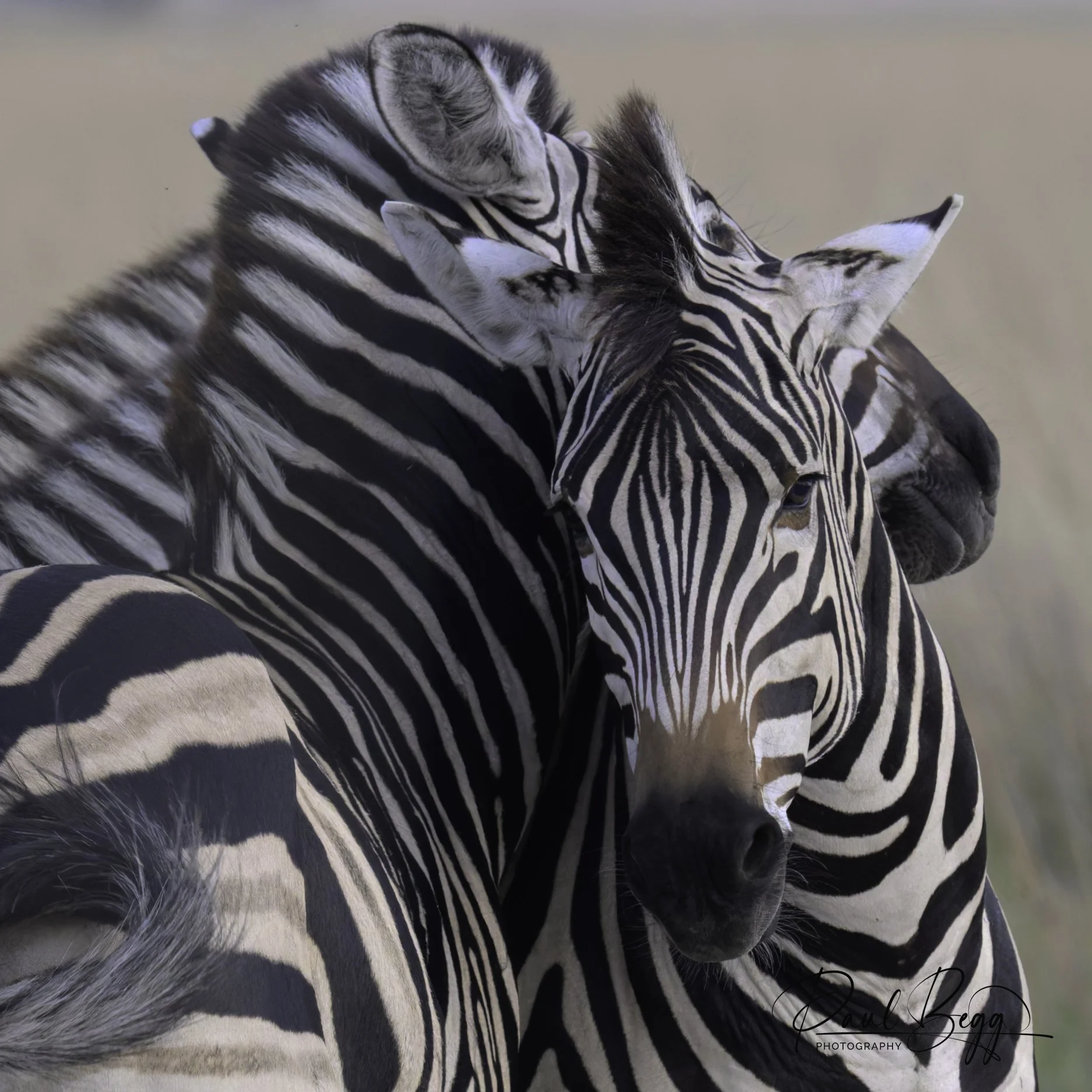 _DSC4900-DxO_DeepPRIME XD2s-2.jpg