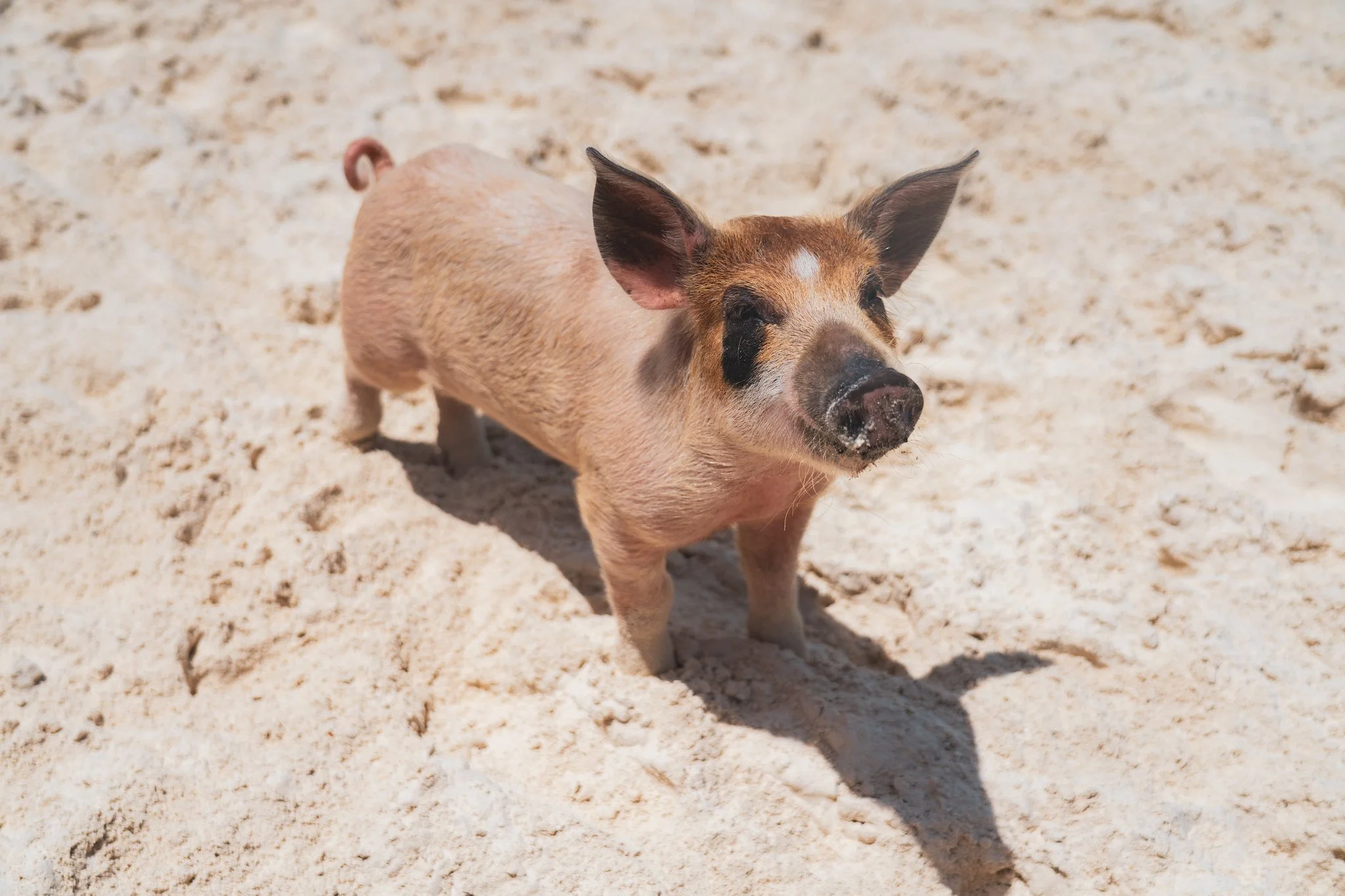 Sunset Cove - Exuma Vacation Rentals
