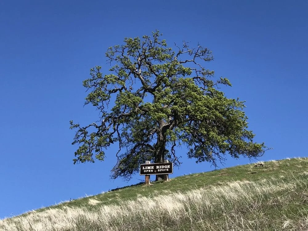 Coming Up: PROS Commission Meeting (Mon 8/2 @6pm)