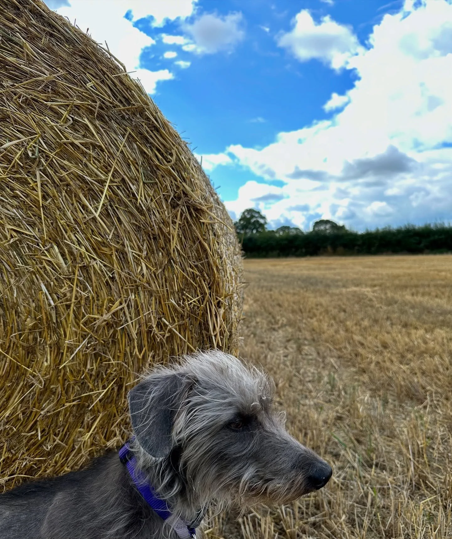 Harvest in full swing in the fields around the Lund&hellip; 

With a patchwork of small fields, the combines have to perform an awkward shuffling dance to navigate the tight turns and gateways.

Third photo is of the Menwith Hill &lsquo;golf balls&rs