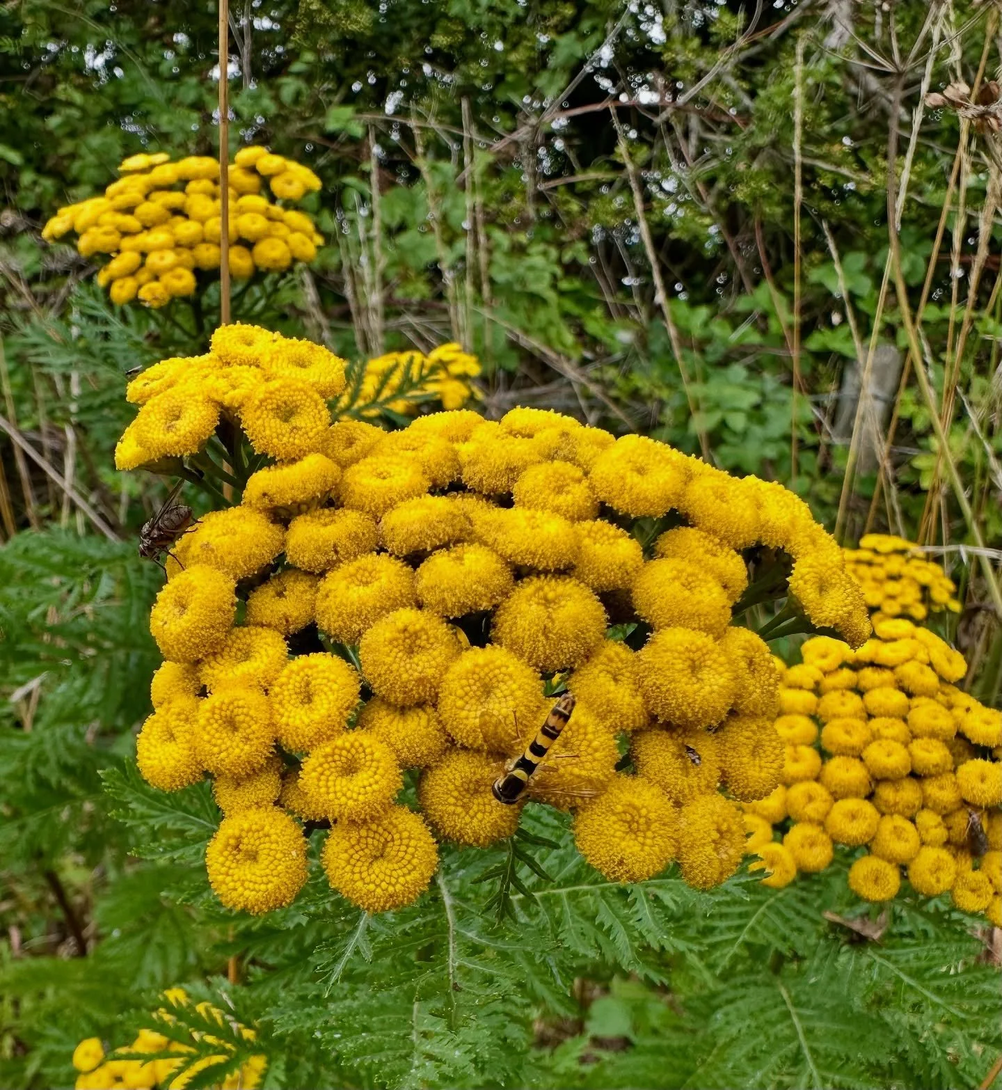 Veerryyy happy to have some tansy popping up in Pomfret&rsquo;s Wood :)
#pomfretswood #lofeonthelund #tansy