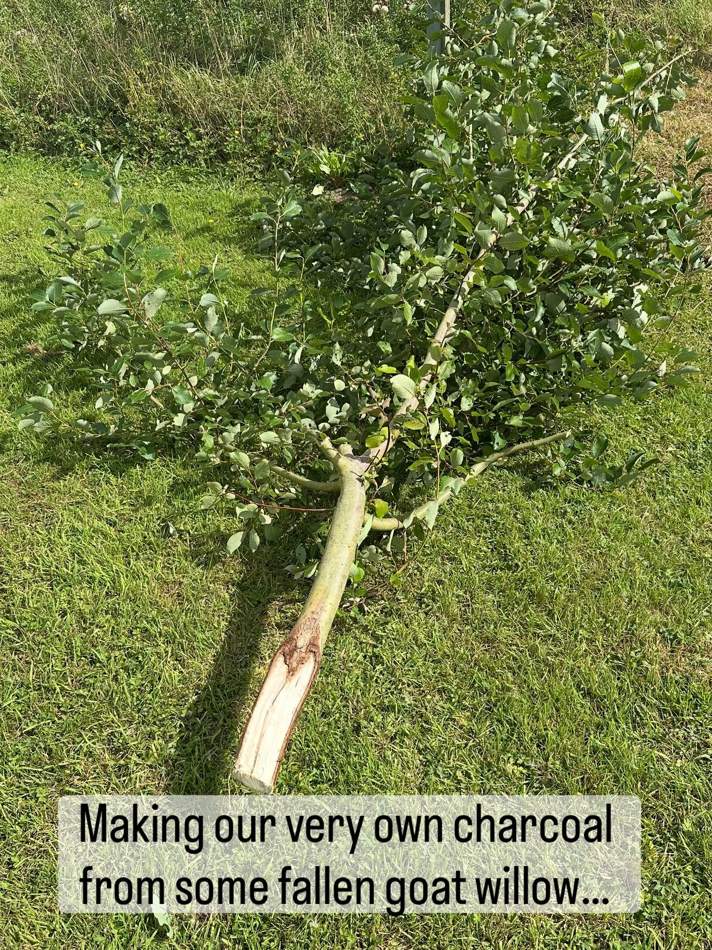 Lund Charcoal!
We&rsquo;ve had a few trees down with the recent wind, so - inspired by Kate Boucher&rsquo;s practice - we thought we&rsquo;d have a go at making some charcoal.

Stripped some of goat willow, packed into a tin with a small vent hole in