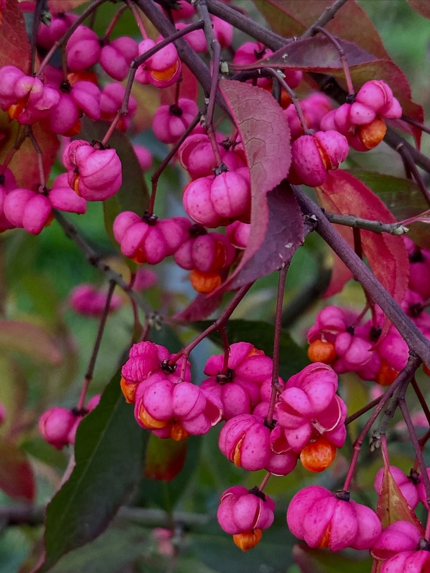 Autumn : Spindle&hellip;
The colour!!!!
Apparently it makes rather good artist charcoal - might give it a go some day 🔥
#pomfretswood
#lifeonthelund