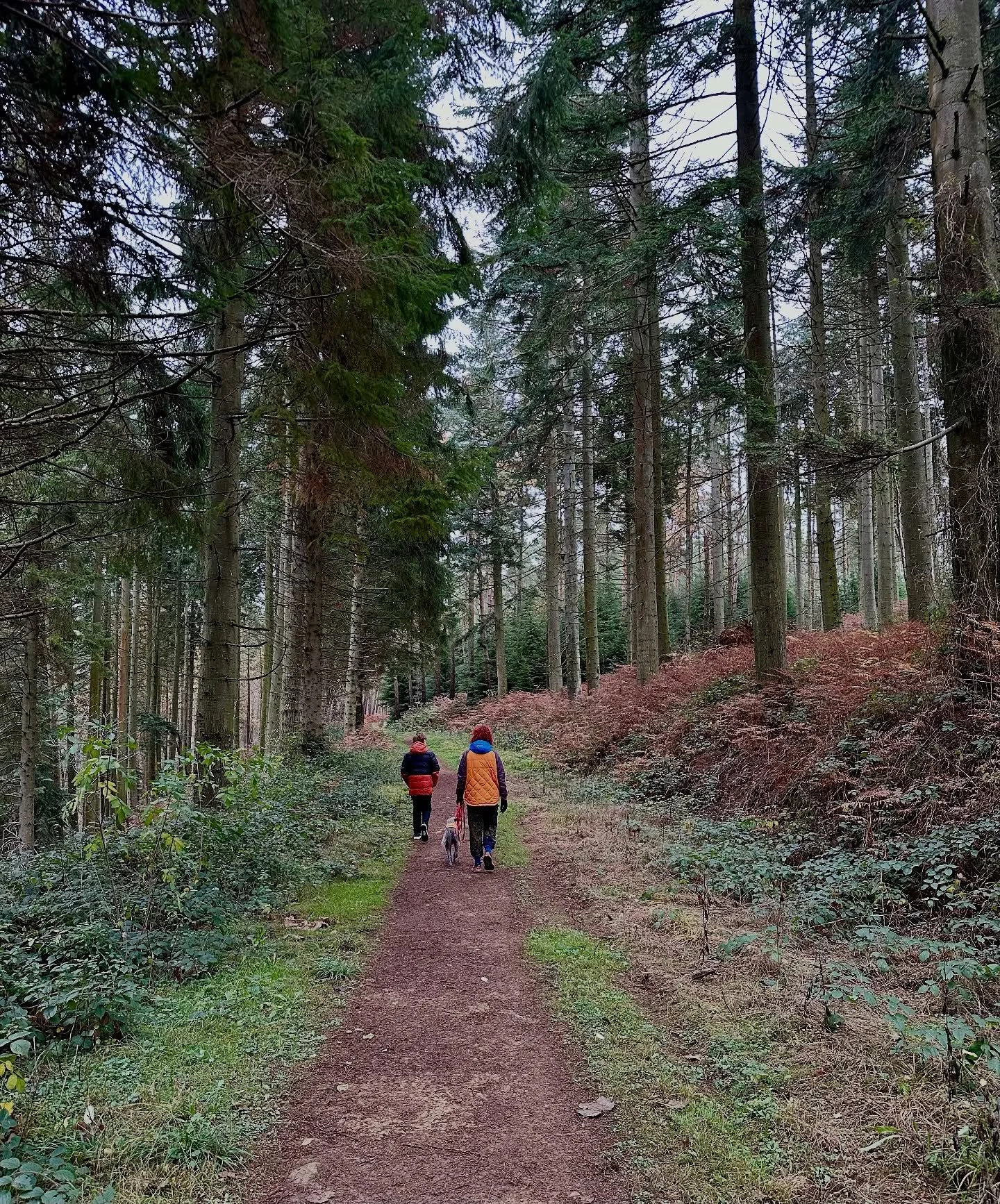 Soaking up some Sunday vibes with a stroll through beautiful woods up on the Howardian Hills - lovely fresh breeze blowing down from the north. 
#lifeonthelund
#autumnstroll