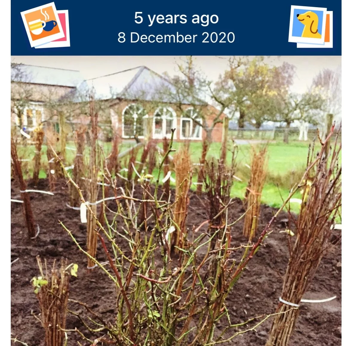5 years ago - all the trees that are now Pomfret&rsquo;s Wood were delivered and &lsquo;heeled in&rsquo; to our small veg plot. Can&rsquo;t quite believe that what you see here this photo (plus some other out of shot&hellip;) has grown up to be a 4.5
