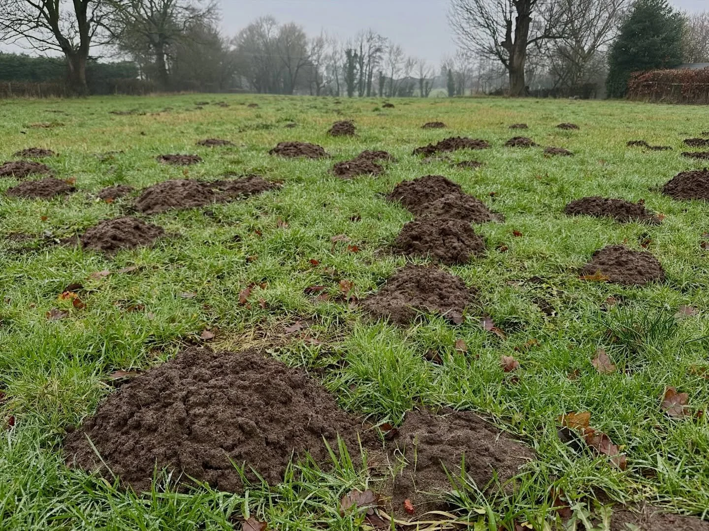 Late last year we decided to diversify and took our first foray into mole farming&hellip;
So far - great success.
#lifeonthelund